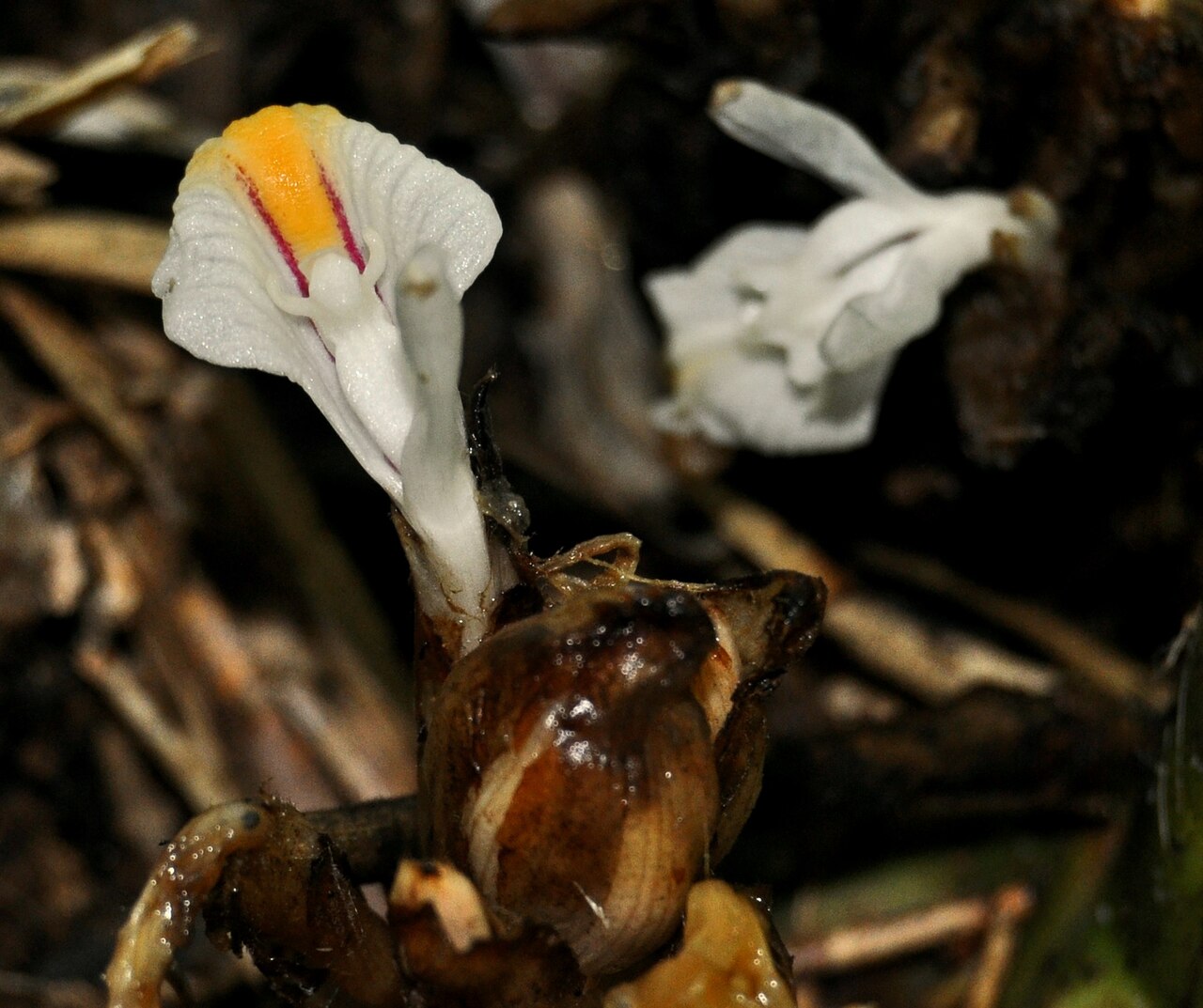 Java cardamom