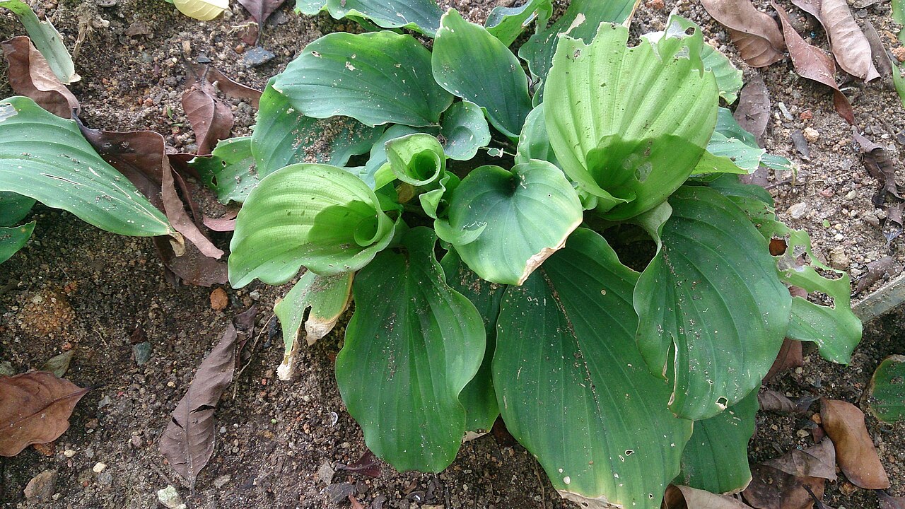 Aromatic ginger