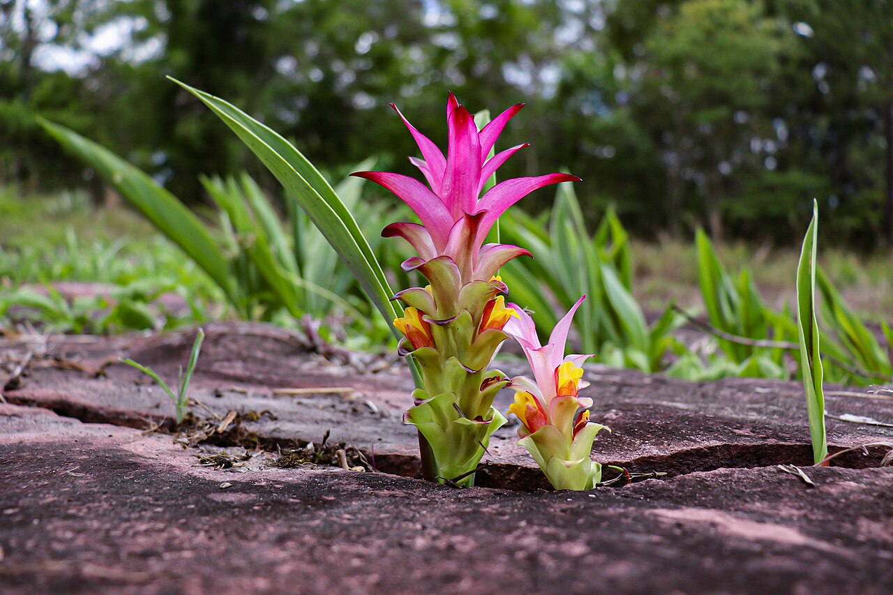 Black turmeric