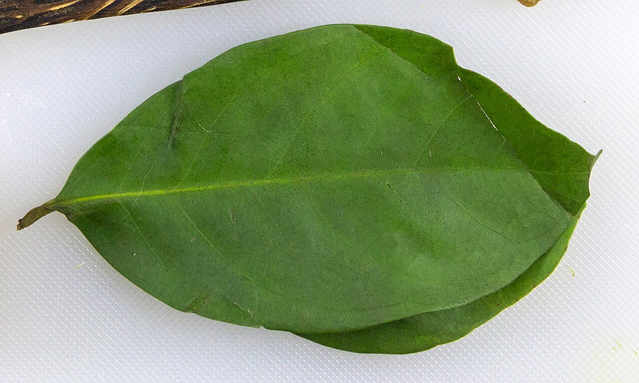 Indonesian bay leaf