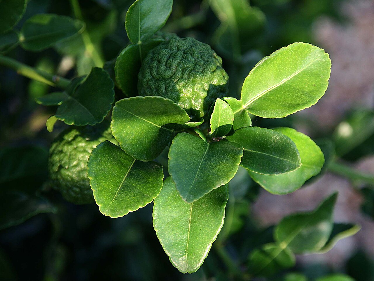Makrut lime leaf