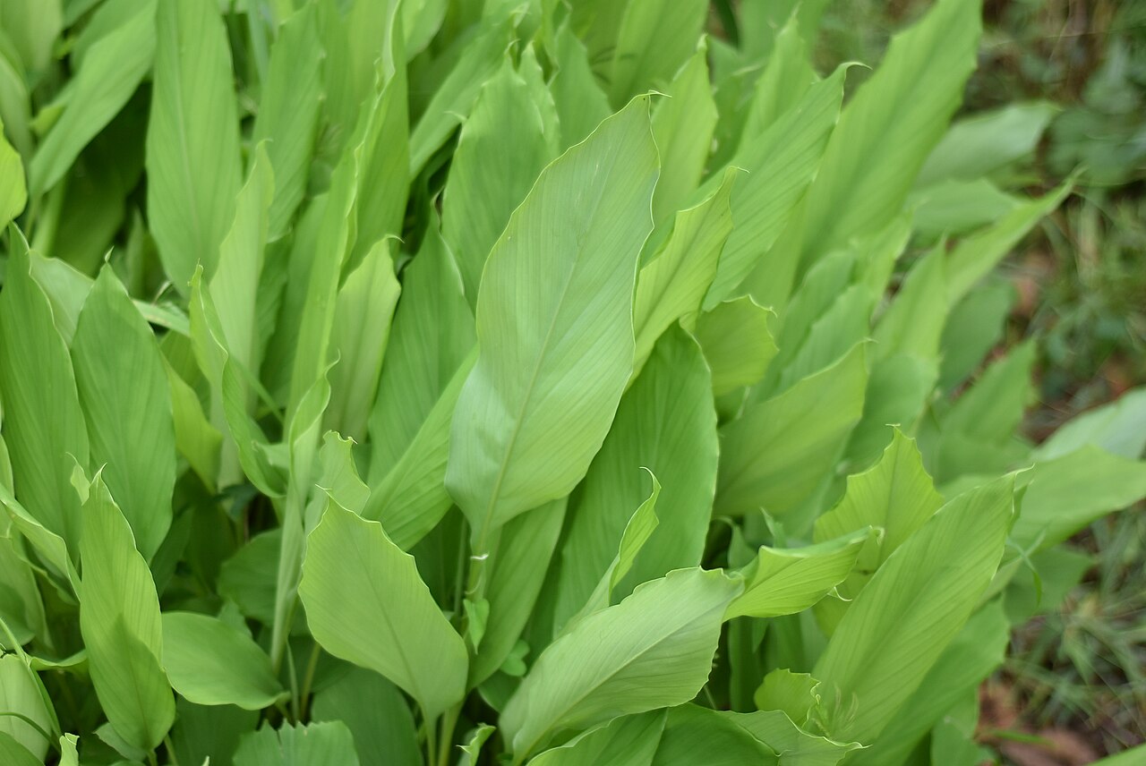Turmeric leaf