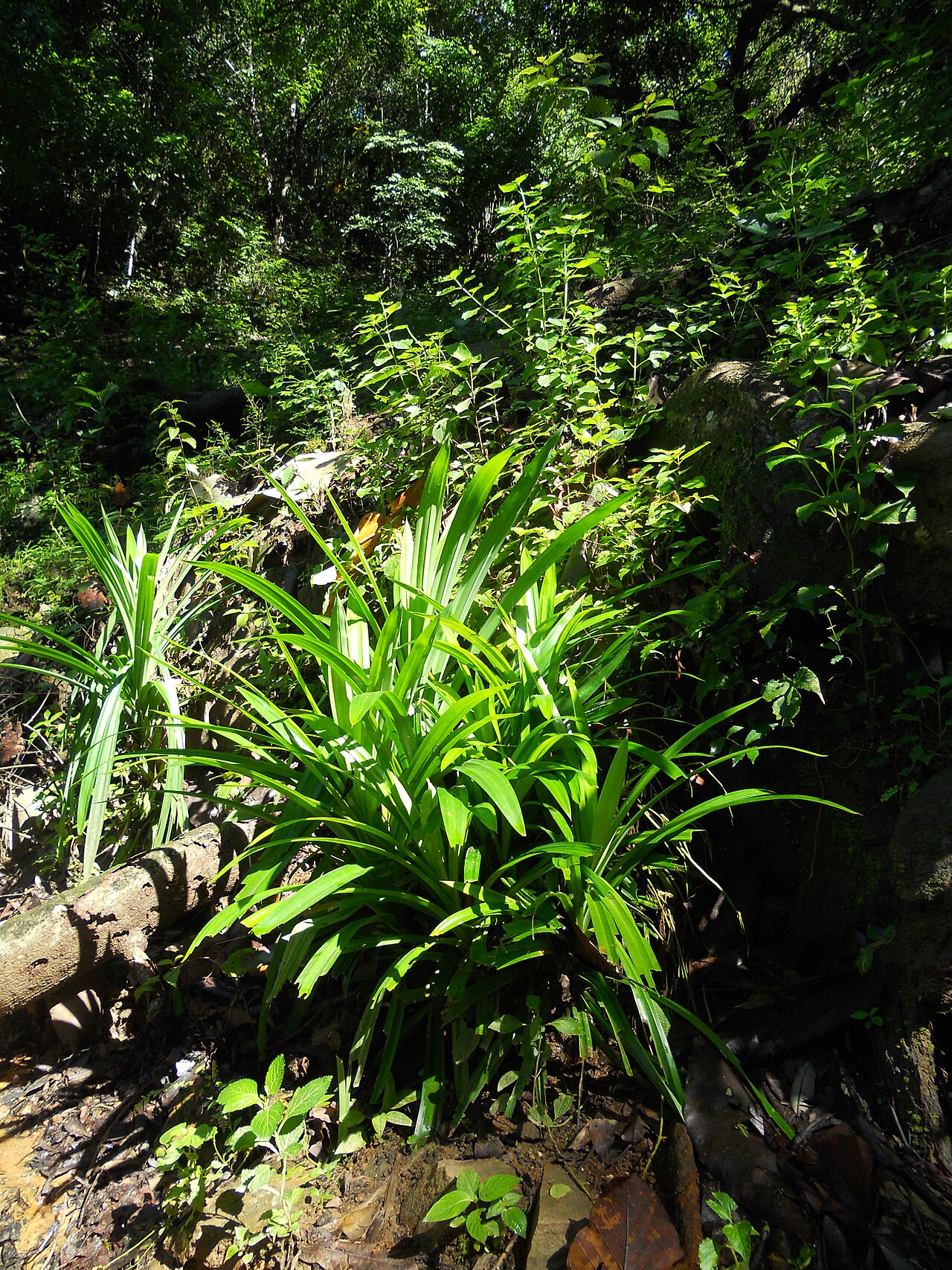 Pandan leaf