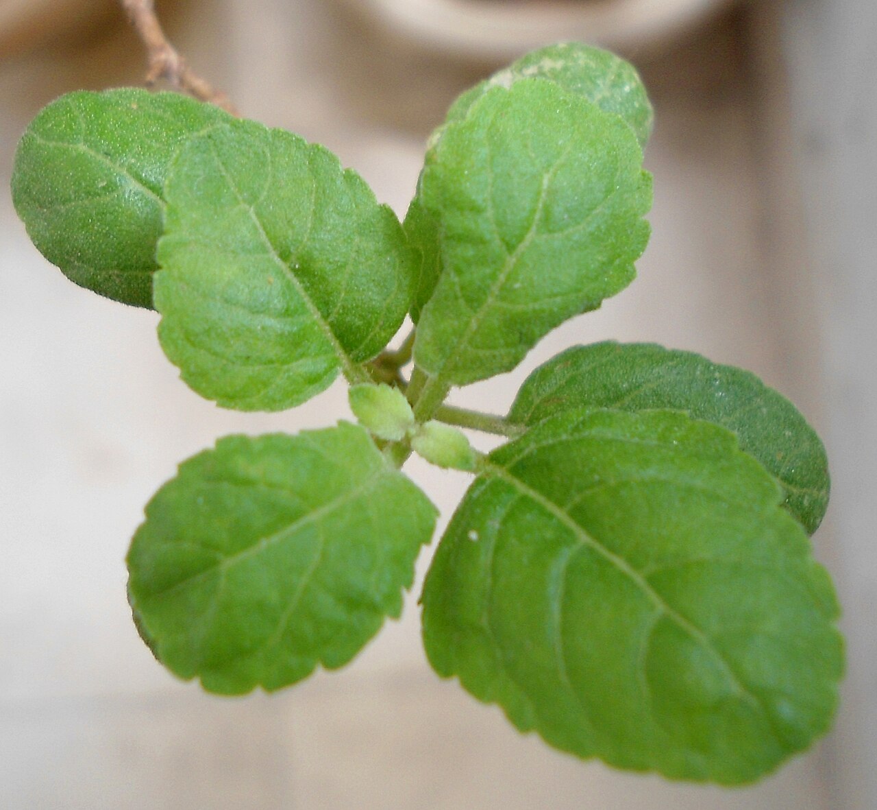Holy basil