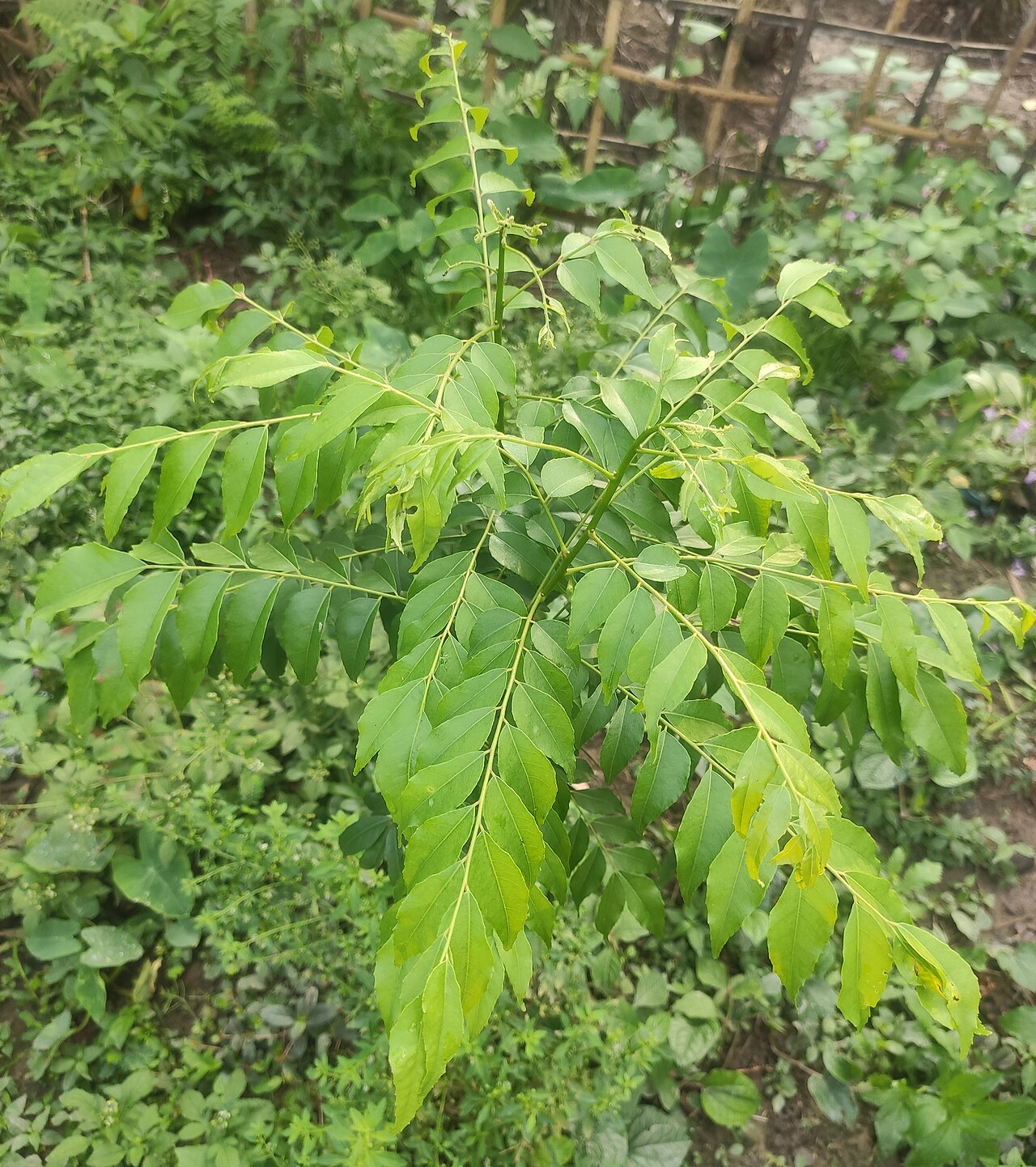 Curry leaf