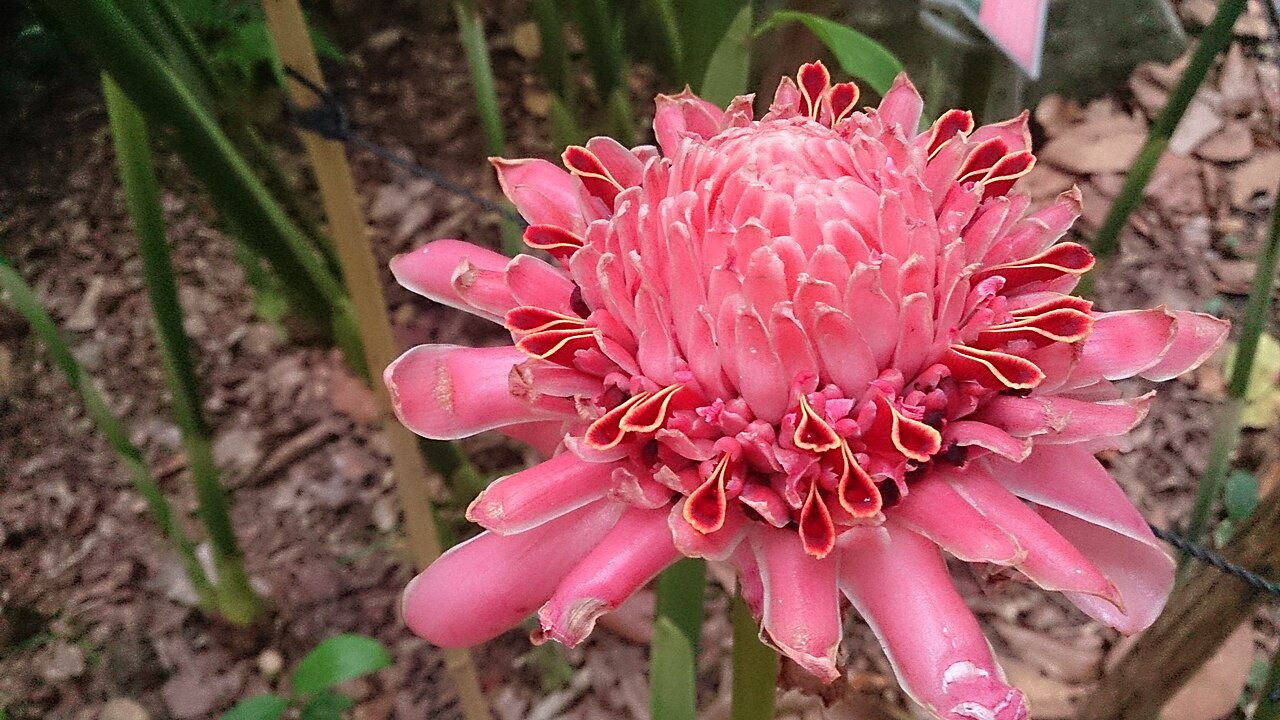 Torch ginger