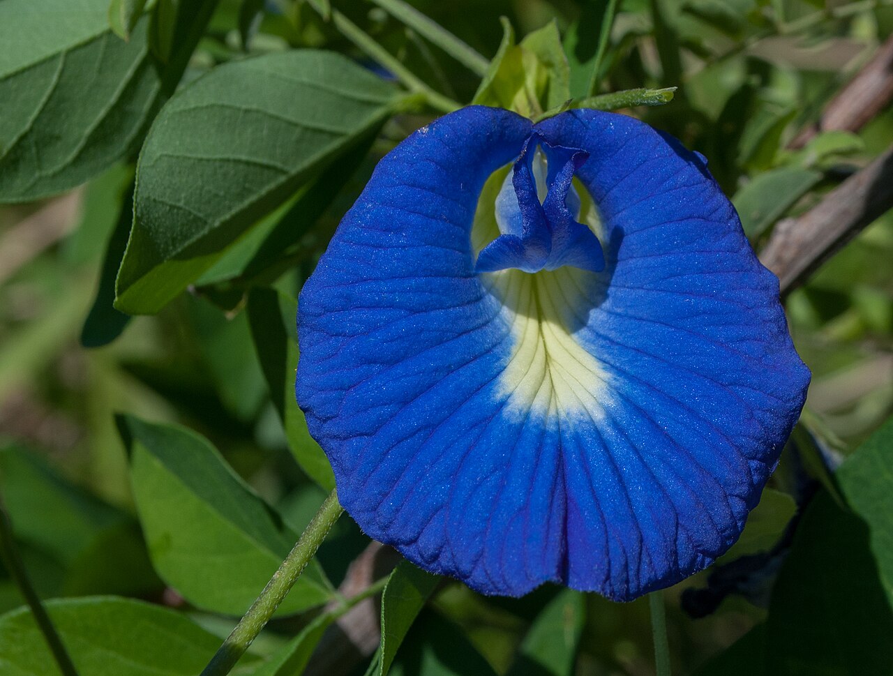 Butterfly pea flower