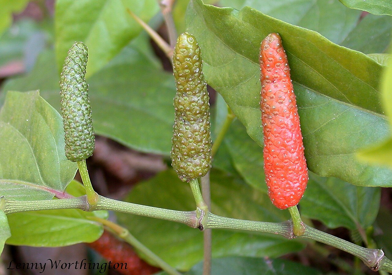 Javanese long pepper