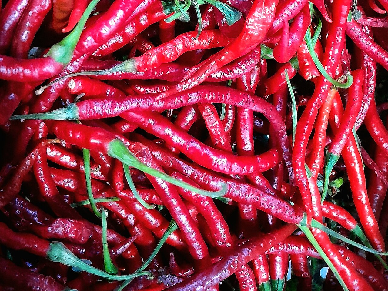 Curly red chili