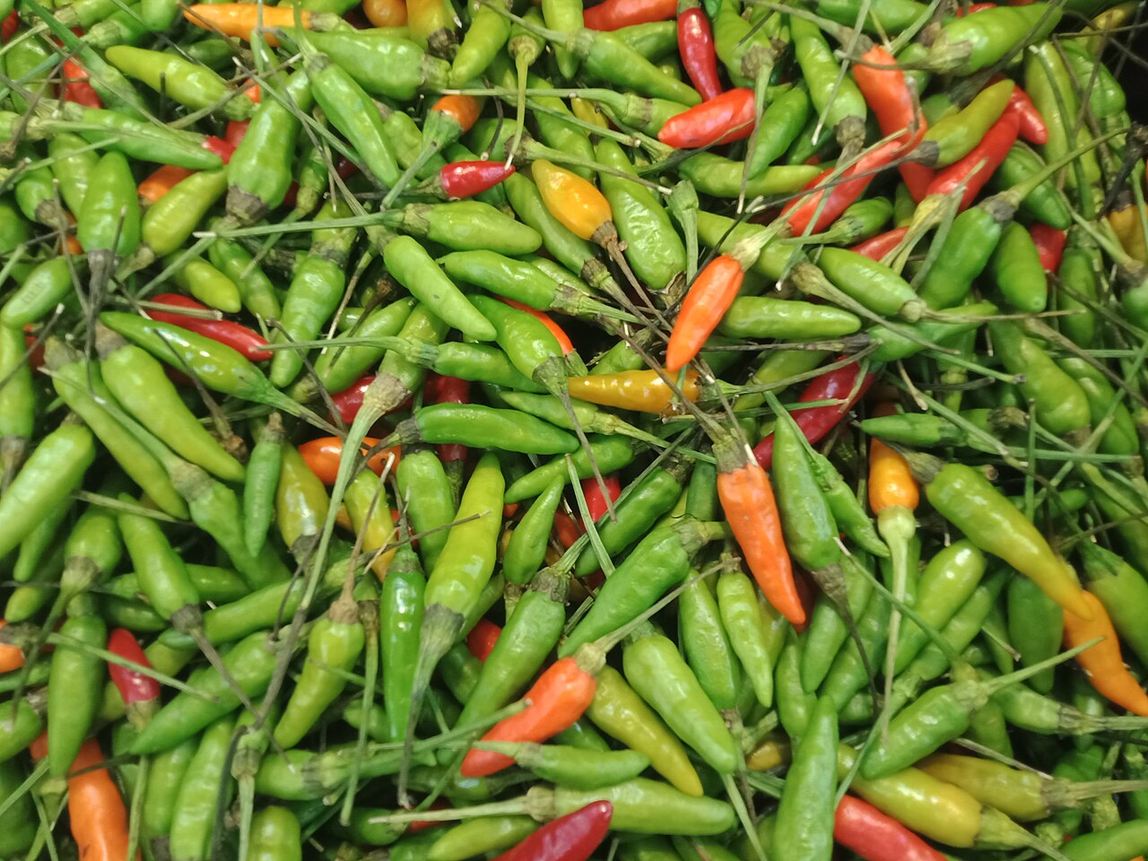 Bird’s eye chili